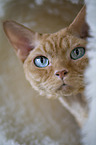 Devon Rex Portrait