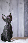 Devon Rex Kitten