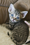 Devon Rex Kitten
