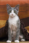 sitting Devon Rex