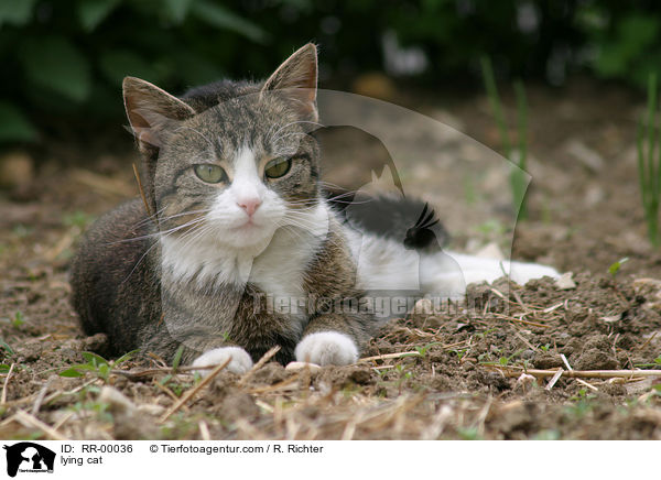 liegende Hauskatze / lying cat / RR-00036
