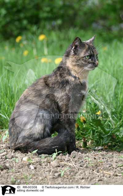 sitzende Hauskatze / sitting domestic cat / RR-00308