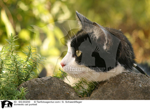 domestic cat portrait / SS-00200