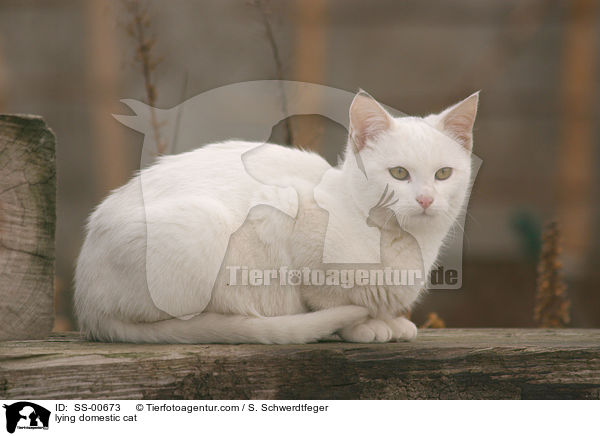 liegende Hauskatze / lying domestic cat / SS-00673