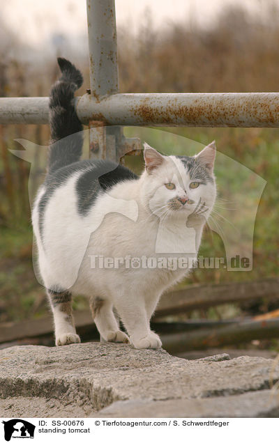 standing tomcat / SS-00676