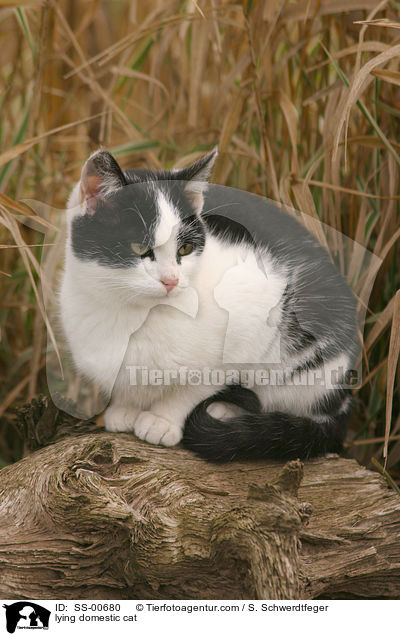 lying domestic cat / SS-00680