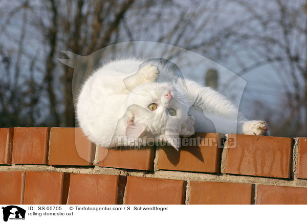 rolling domestic cat / SS-00705