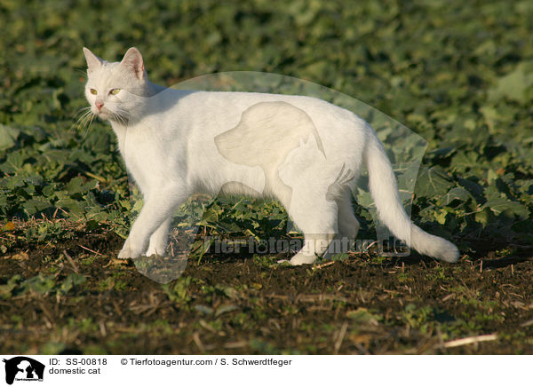 domestic cat / SS-00818