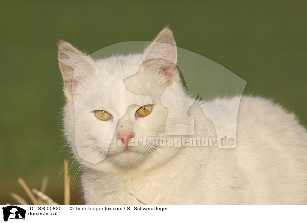 domestic cat / SS-00820