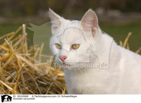 domestic cat portrait / SS-00998
