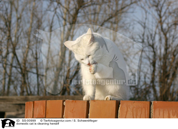 domestic cat is cleaning herself / SS-00999