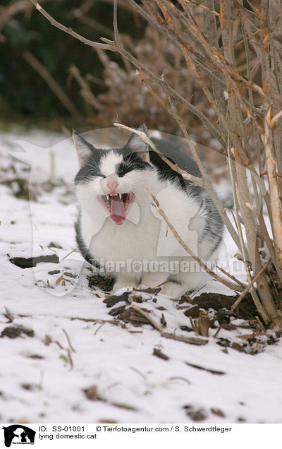 liegende Hauskatze / lying domestic cat / SS-01001