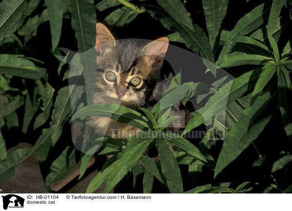 Hauskatze / domestic cat / HB-01104