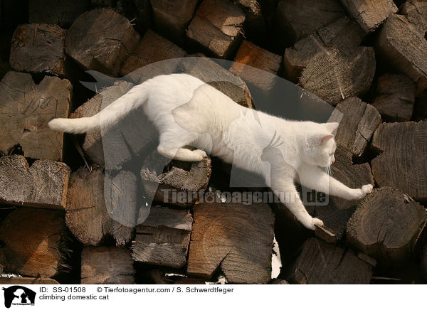 climbing domestic cat / SS-01508
