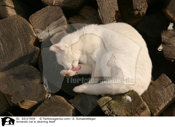 domestic cat is cleaning itself / SS-01509