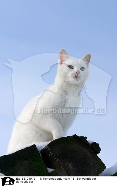 domestic cat / SS-01516