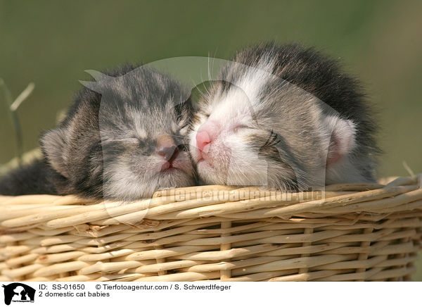 2 domestic cat babies / SS-01650