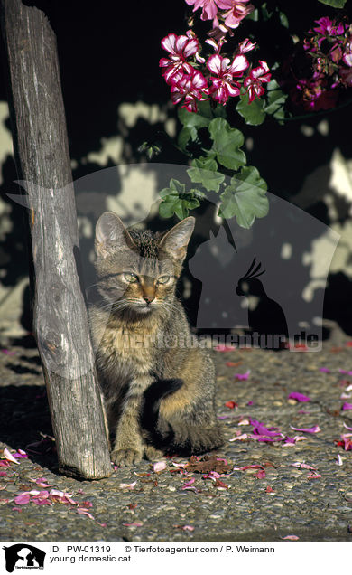 young domestic cat / PW-01319