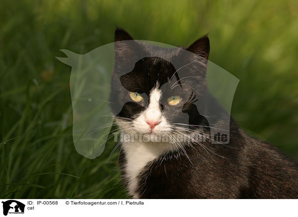 cat / IP-00568