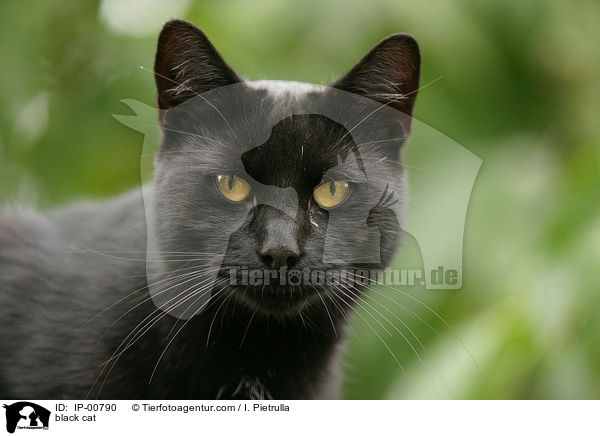 schwarze Katze im Portrait / black cat / IP-00790