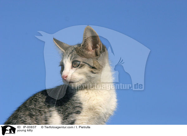 young kitty / IP-00837