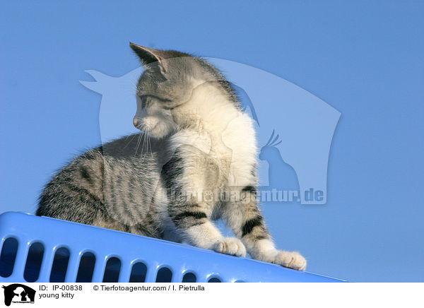 young kitty / IP-00838