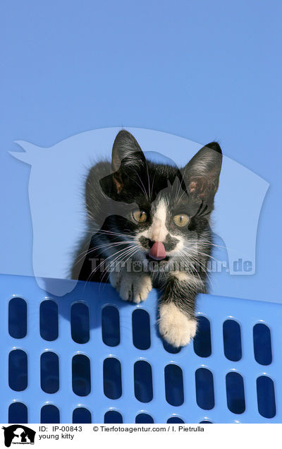 young kitty / IP-00843