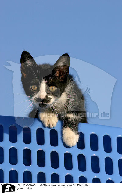 young kitty / IP-00845
