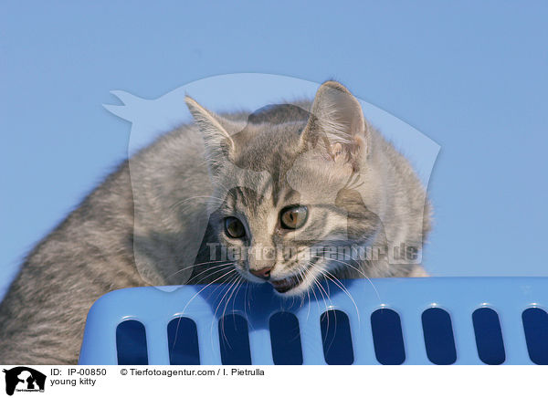 junges Ktzchen / young kitty / IP-00850