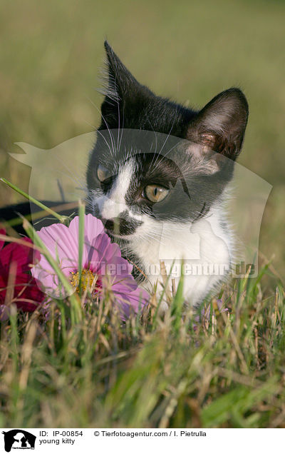young kitty / IP-00854
