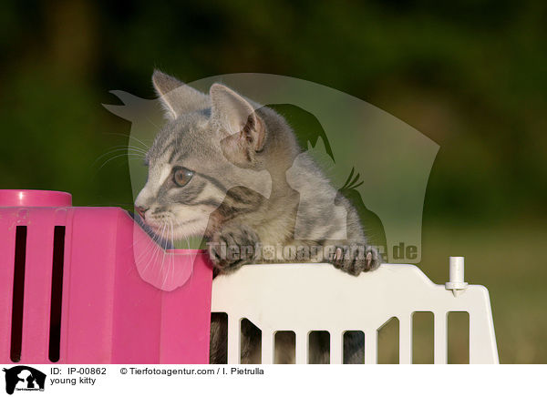 junges Ktzchen / young kitty / IP-00862