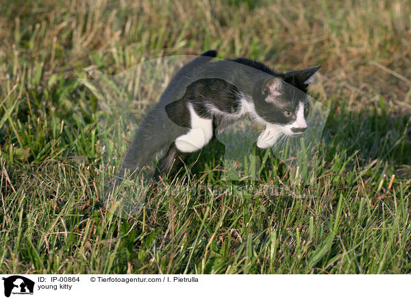 junges Ktzchen / young kitty / IP-00864