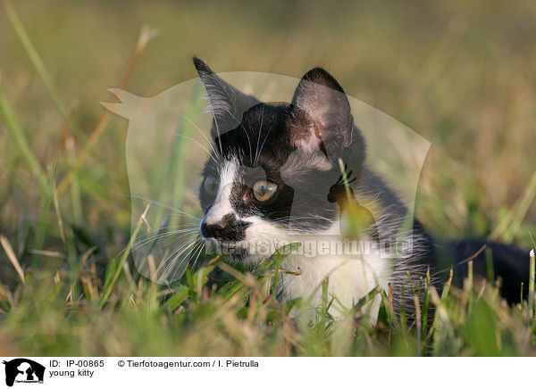 young kitty / IP-00865