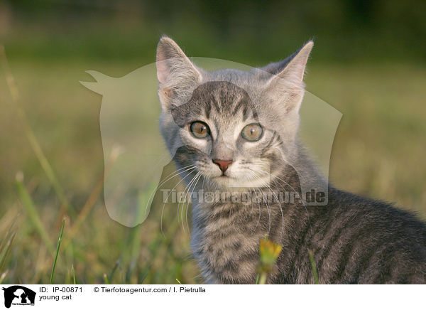 young cat / IP-00871