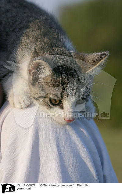 junge Katze / young cat / IP-00872