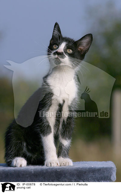 young cat / IP-00878