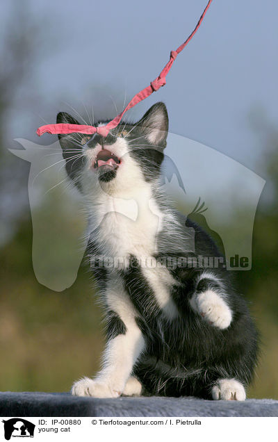 young cat / IP-00880