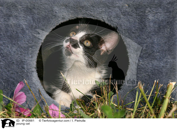 junge Katze / young cat / IP-00881