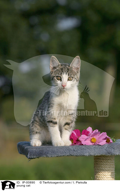 young cat / IP-00890