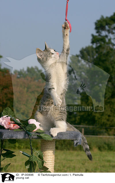 young cat / IP-00896