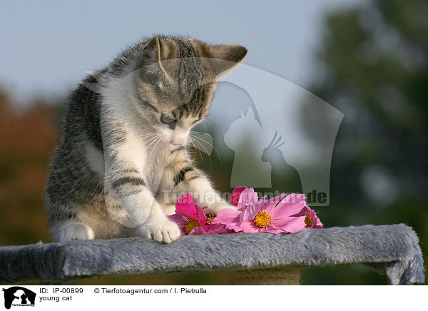 young cat / IP-00899
