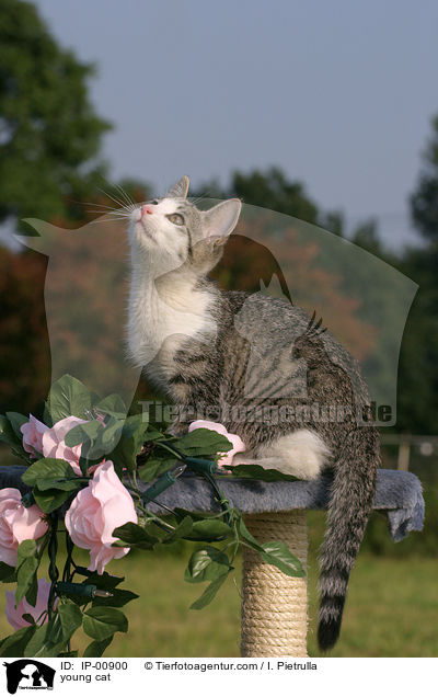 young cat / IP-00900