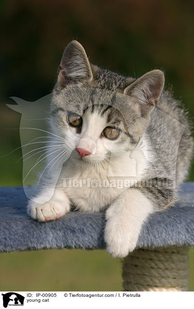 young cat / IP-00905