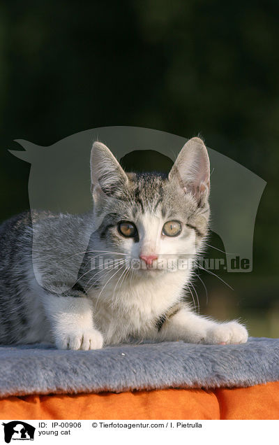 young cat / IP-00906