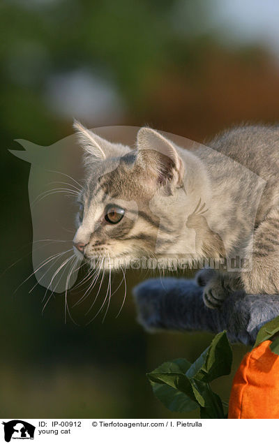young cat / IP-00912