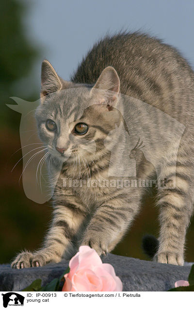 young cat / IP-00913