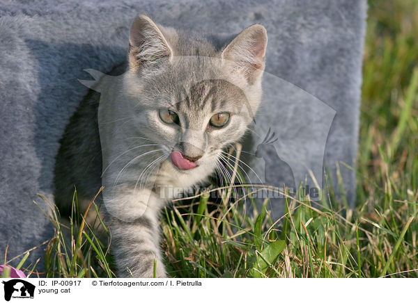 young cat / IP-00917