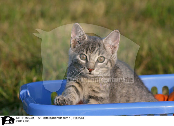 young cat / IP-00920