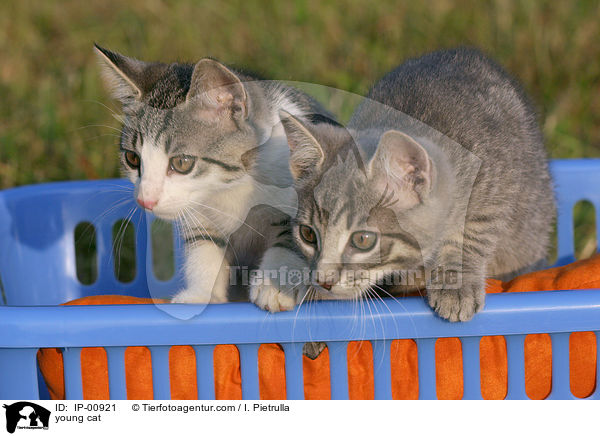 young cat / IP-00921