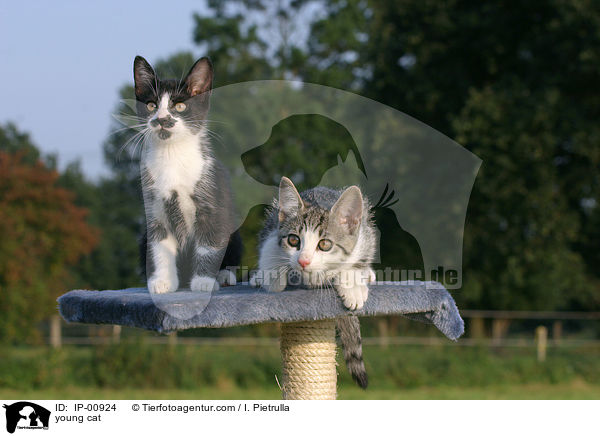 young cat / IP-00924